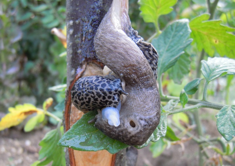 Limax del maximus-gruppo in accoppiamento da Cosenza